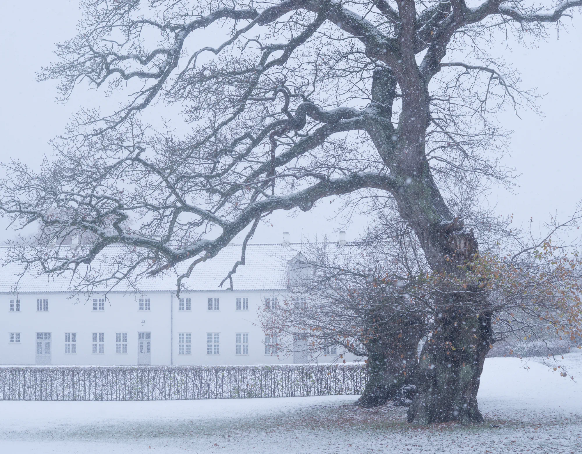 tree framing house in snow